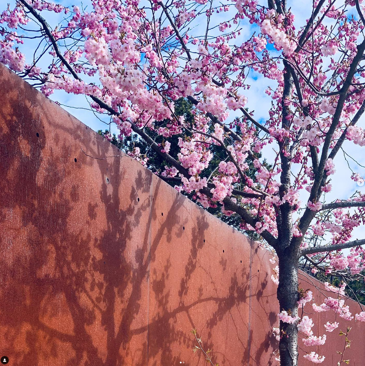 Entrance garden - spring