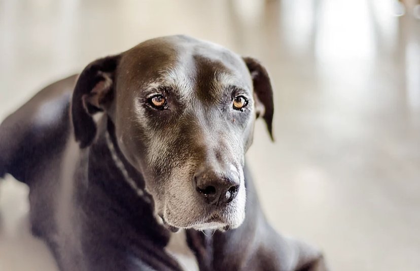A human's near-death experience during a dog's humane euthanasia — Animal  Awareness Abroad
