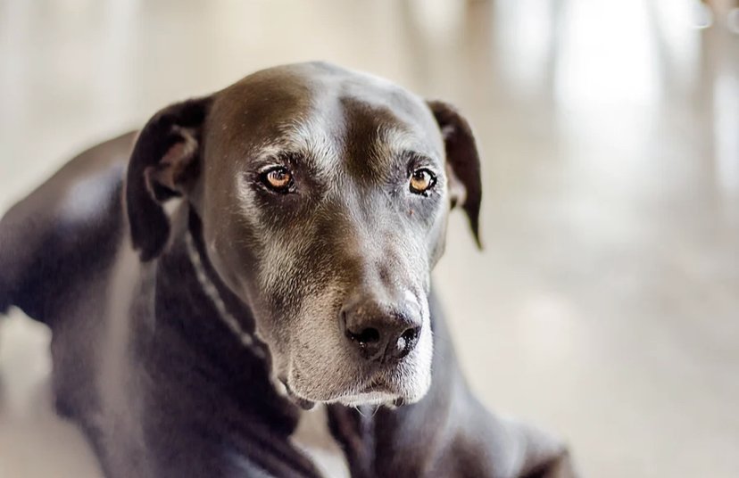 A human's near-death experience during a dog's humane euthanasia — Animal Awareness Abroad A human's near-death experience during a dog's humane euthanasia — Animal Awareness Abroad