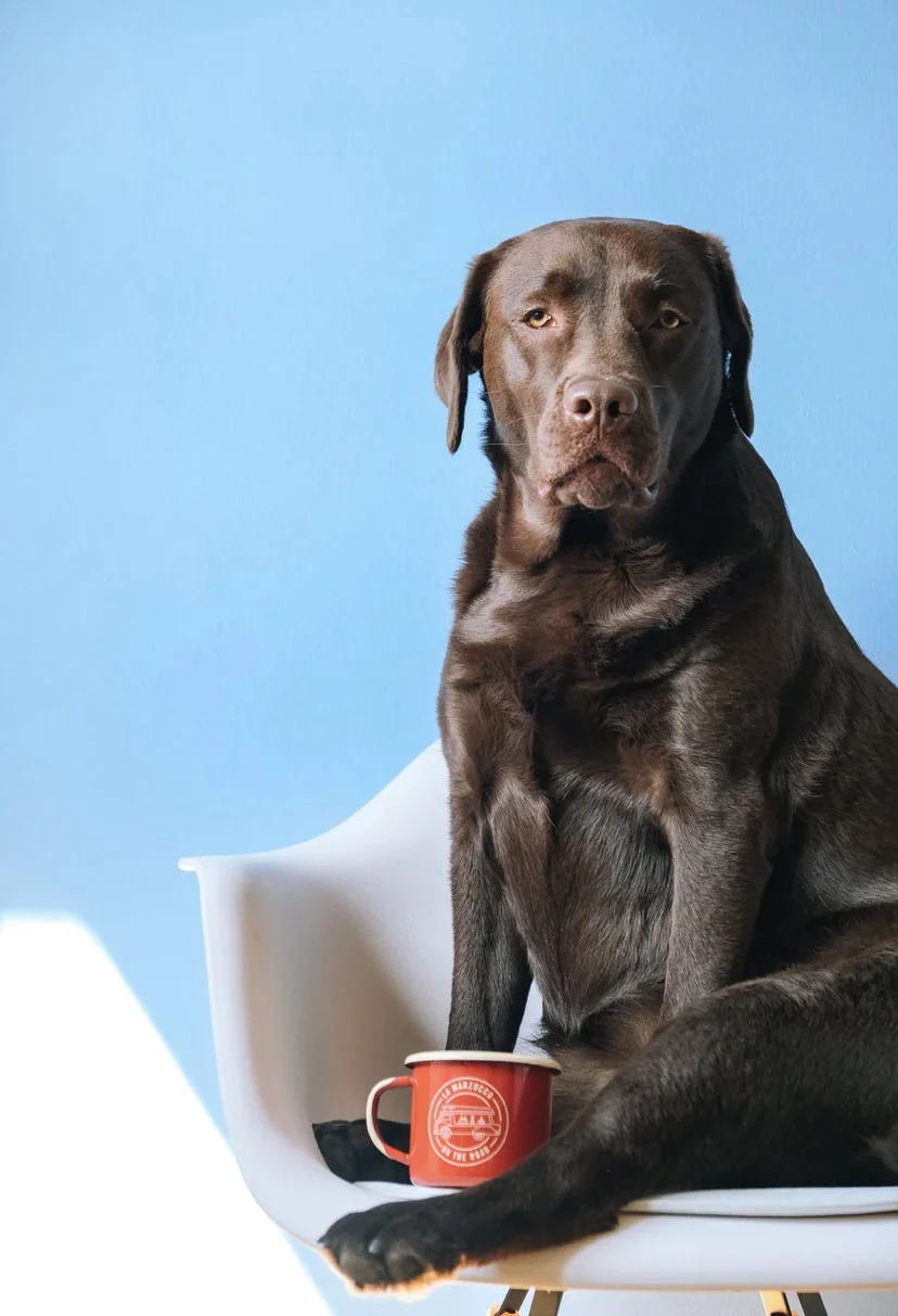 Don’t let your dog get fat!