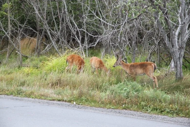 Growing deer population treats Saint Andrews, NB as 'salad bar'