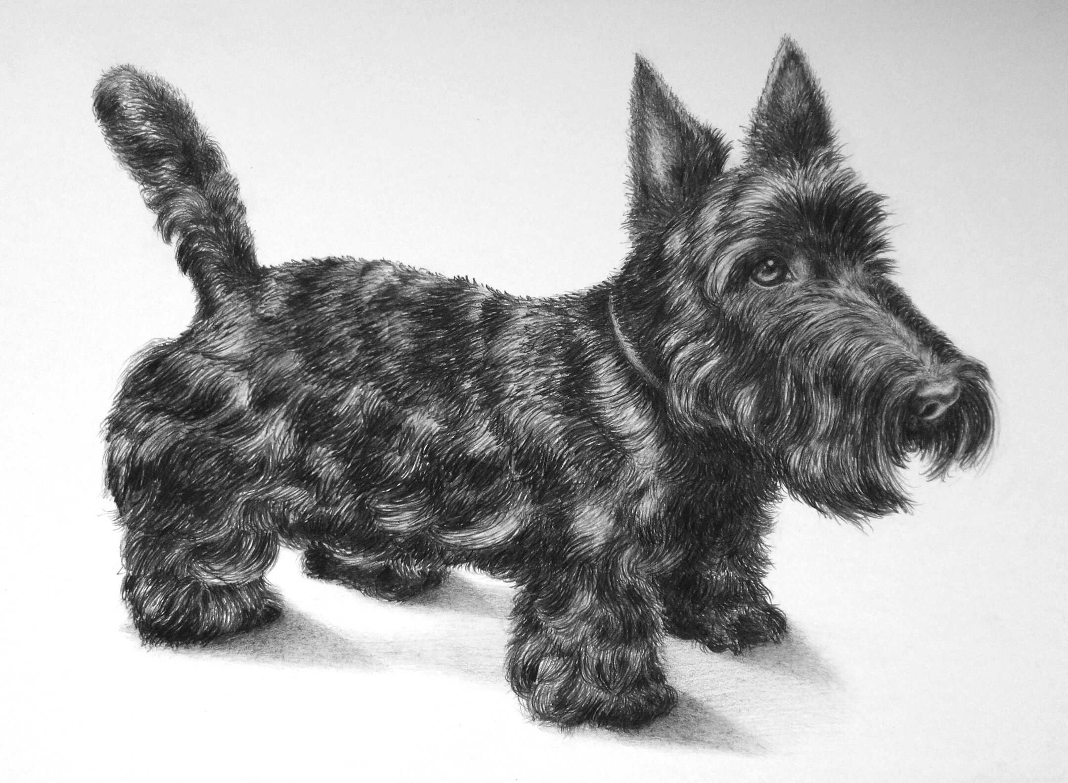 Maxwell