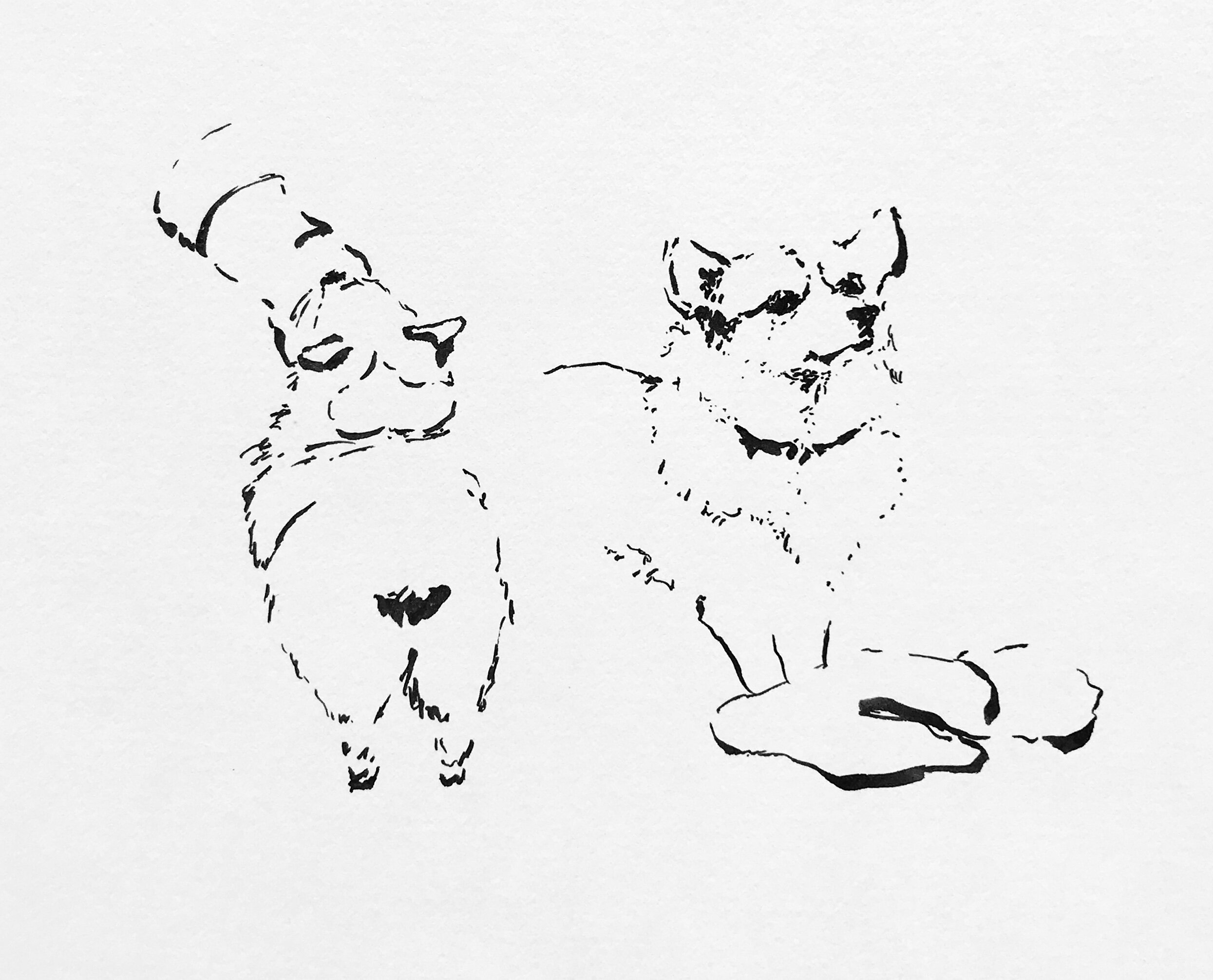 Corgi Front and Back