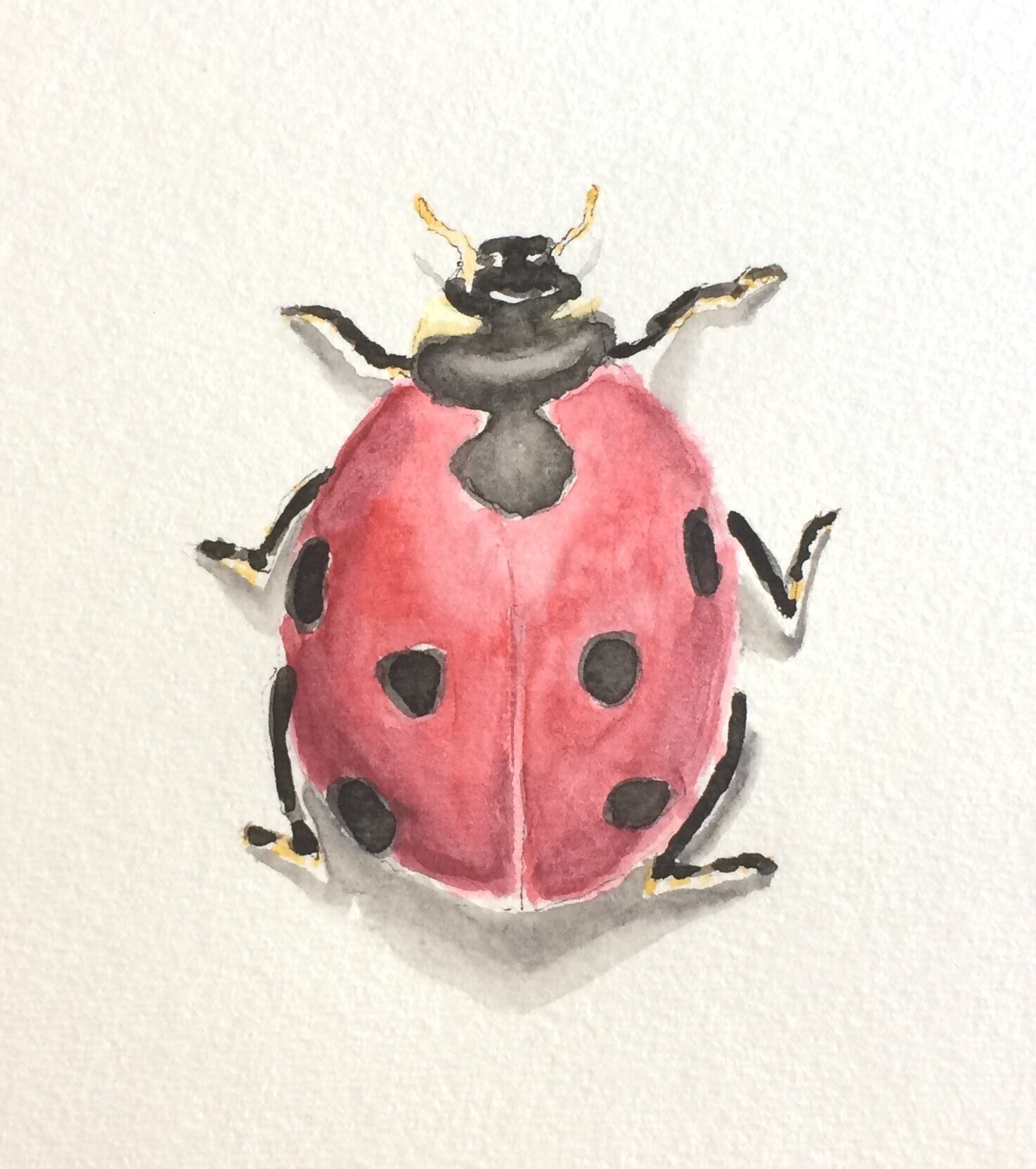 My Fair Ladybug