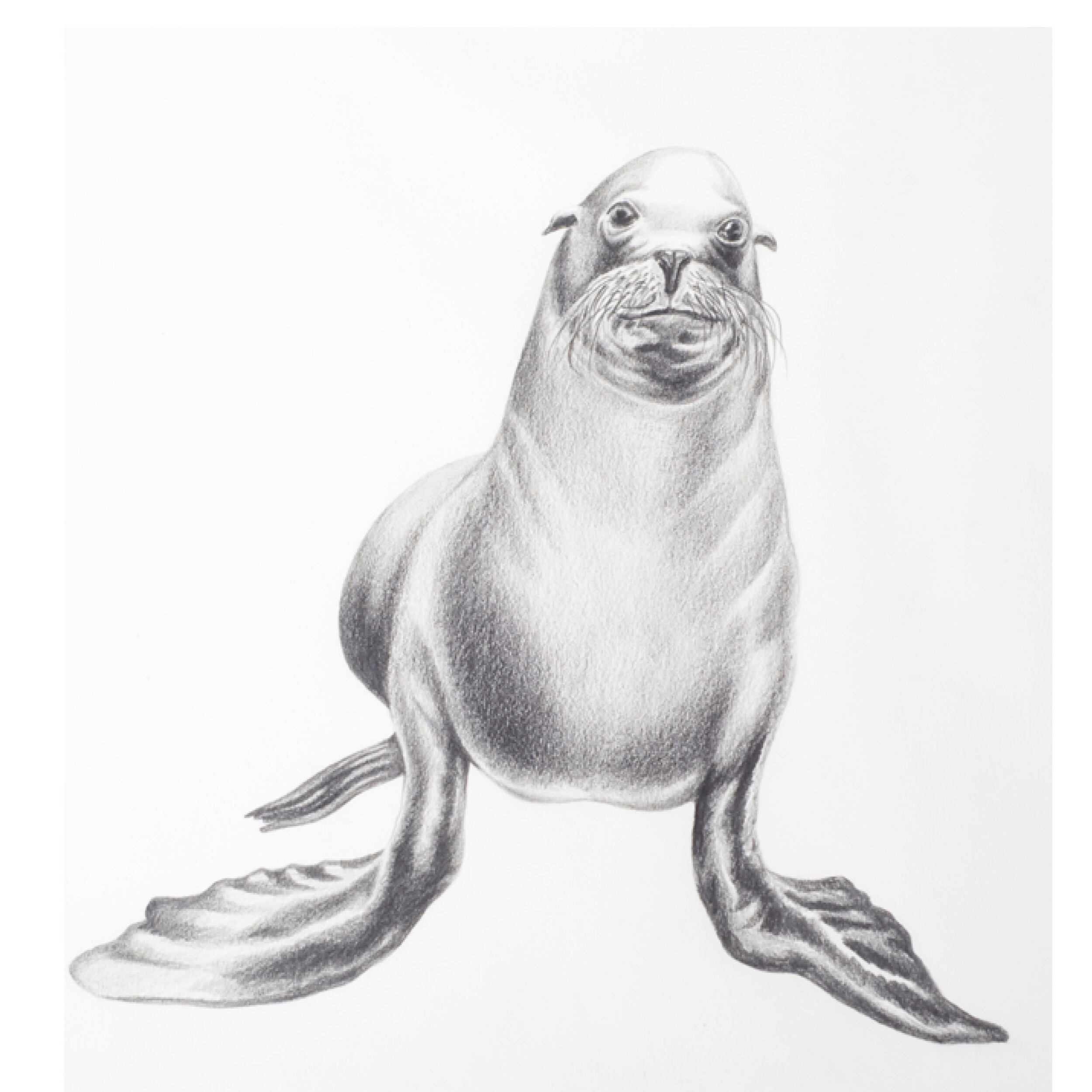Premium Vector | Funny sketch of a sea lion navy seal animal vector sketch  illustration