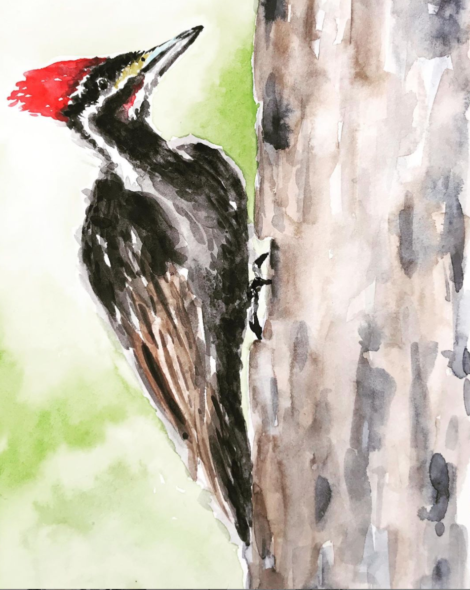 Woody the Woodpecker