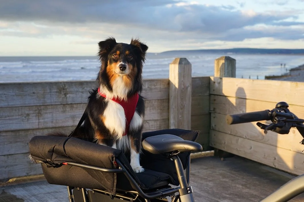 Want to know how to start bringing your furry friend on cargo adventures?

Link in bio to read our blog &lsquo;7 Tips to Help Train your Dog to ride in a Cargo Bike&rsquo; 🐕

Our practical, straightforward tips to help you train your dog to enjoy ri