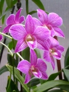 orchid2.jpeg