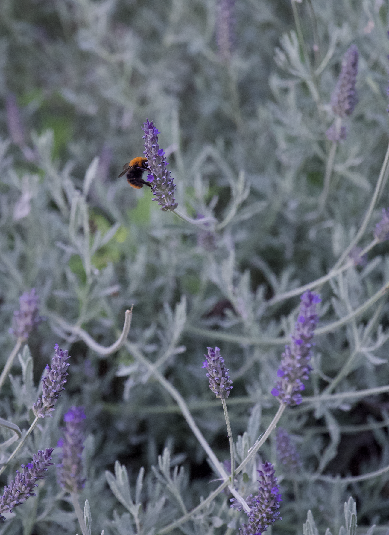 Screenshot 2025-09-29 at 10.16.09 AM.png