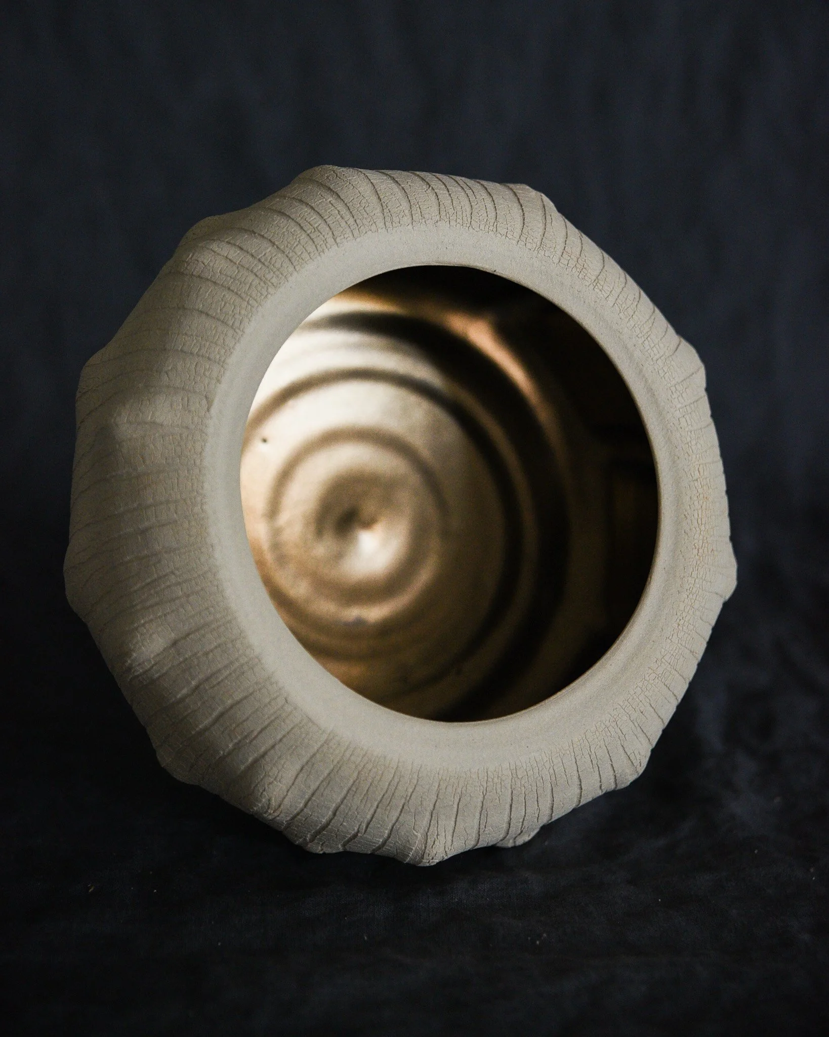 Close-up view of a spiral seashell against a dark background.