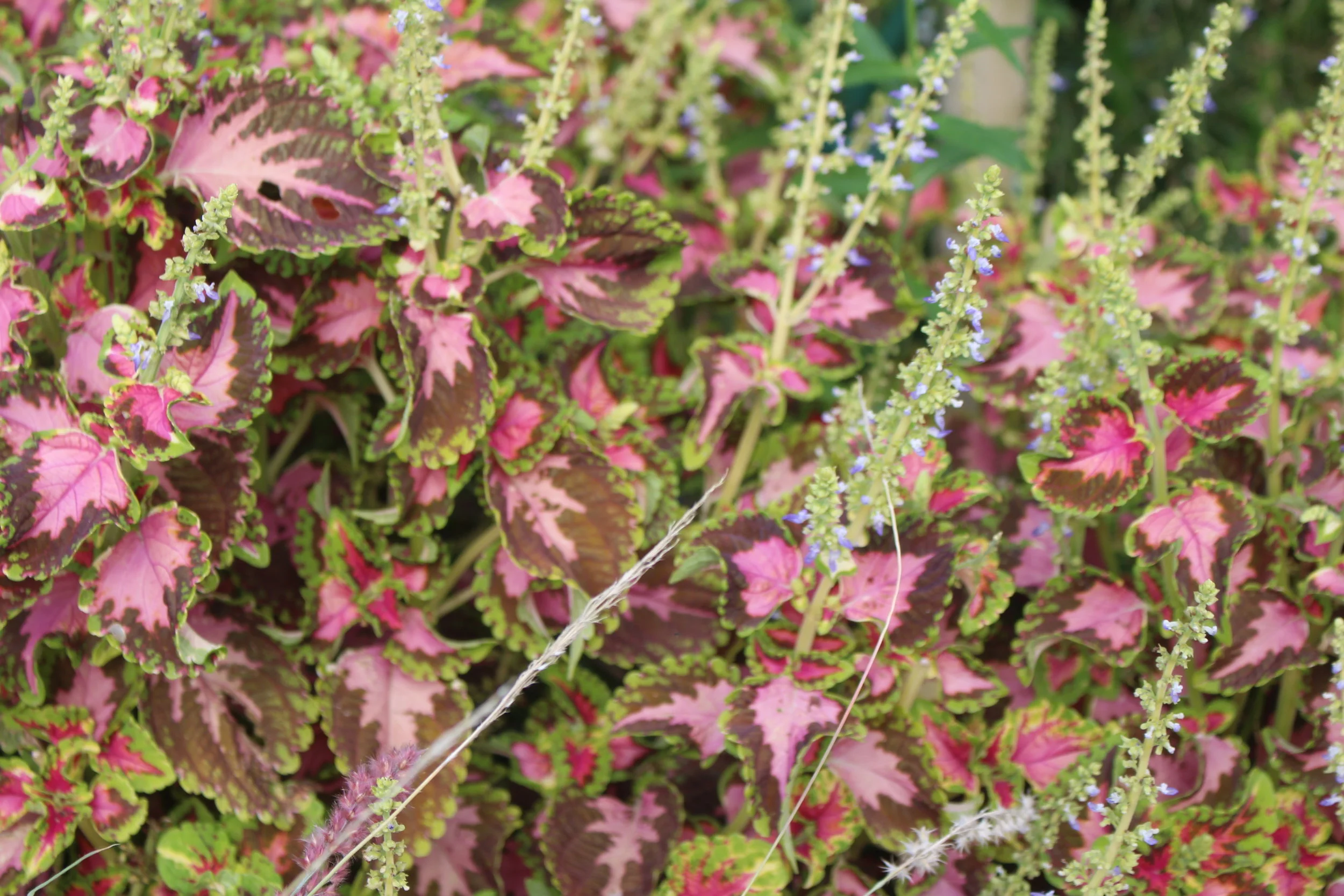 Sisterly Support Part 1: Advice For Anyone Starting DBT