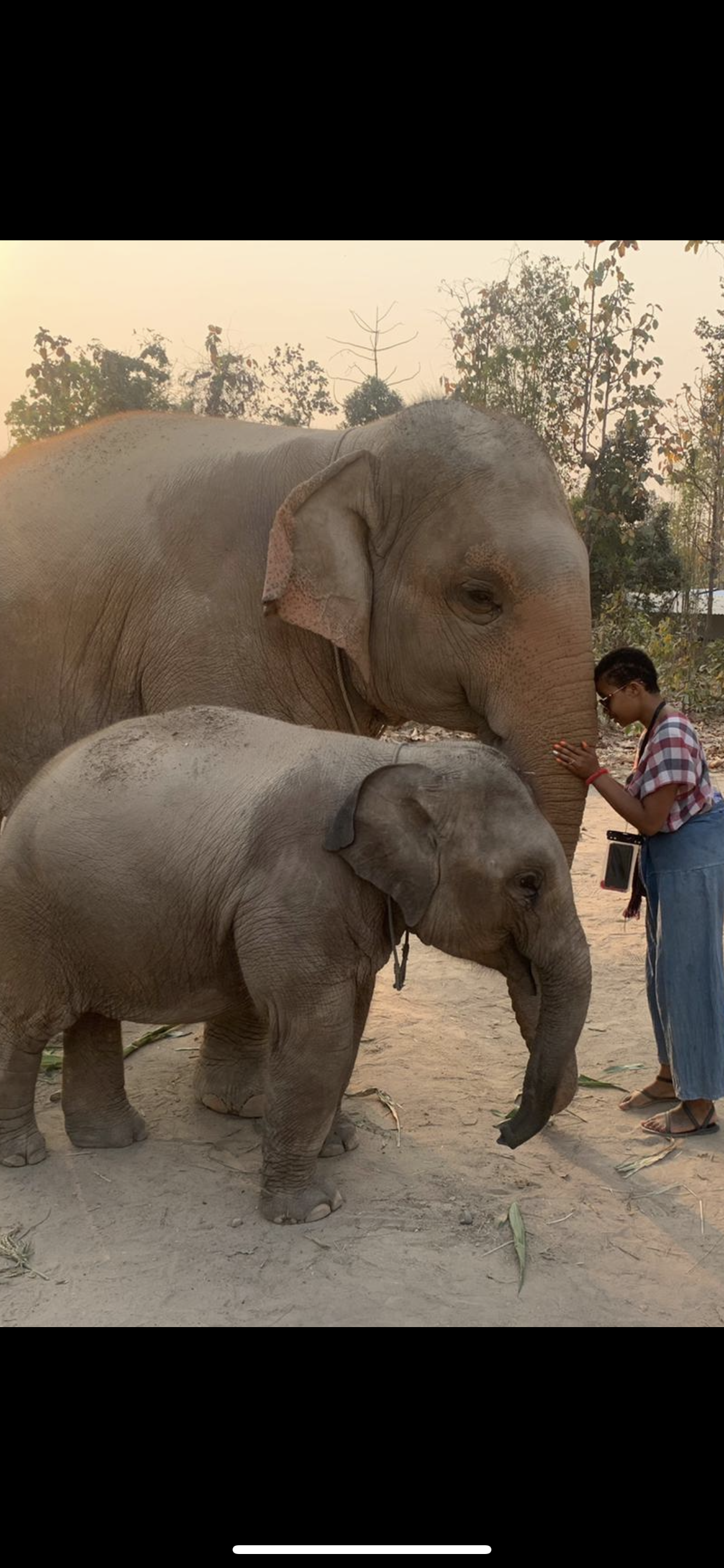 Maerim Elephant Sanctuary In Thailand