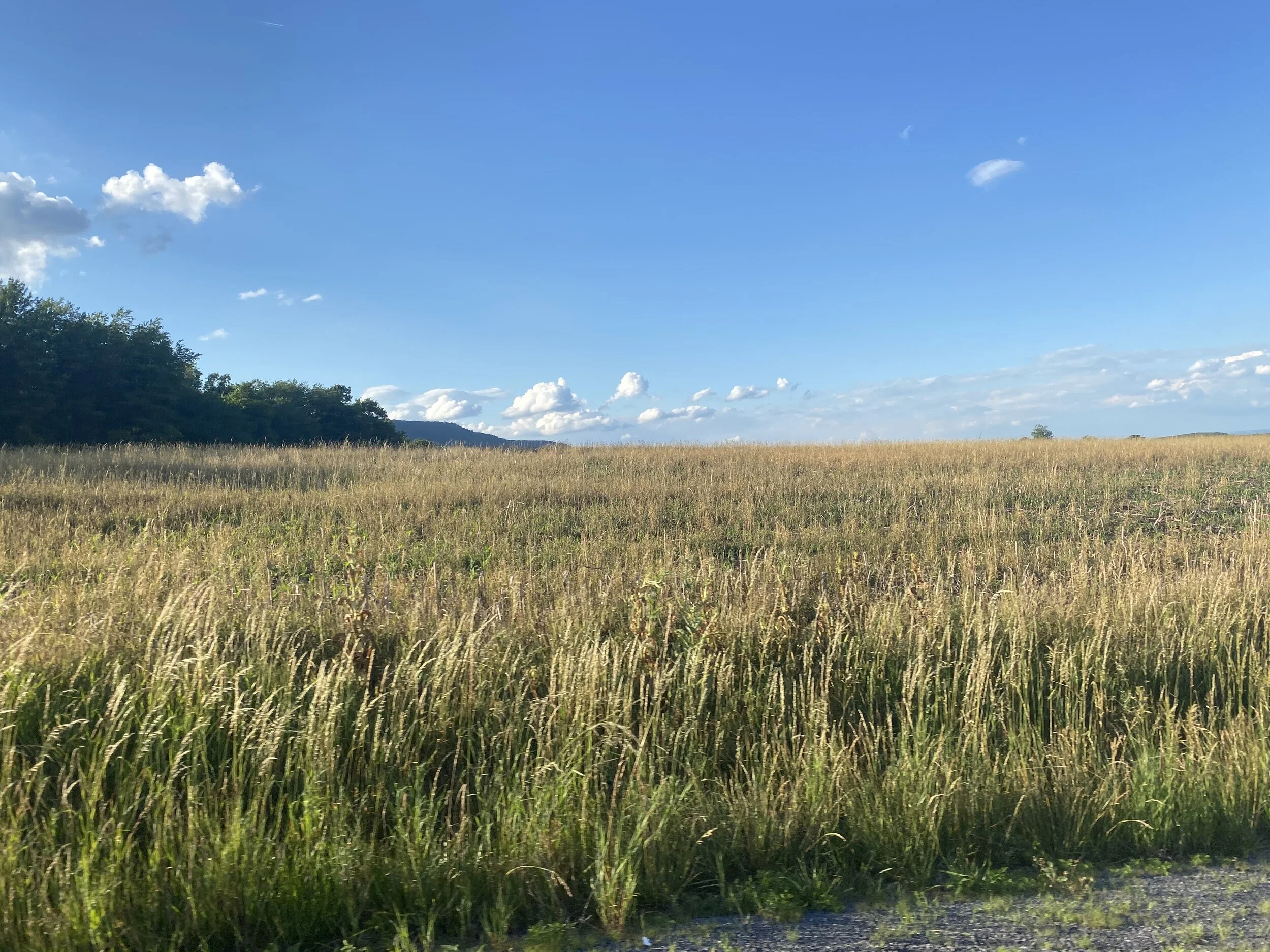 Wendy Stringfellow Named Forever Maryland Foundation President