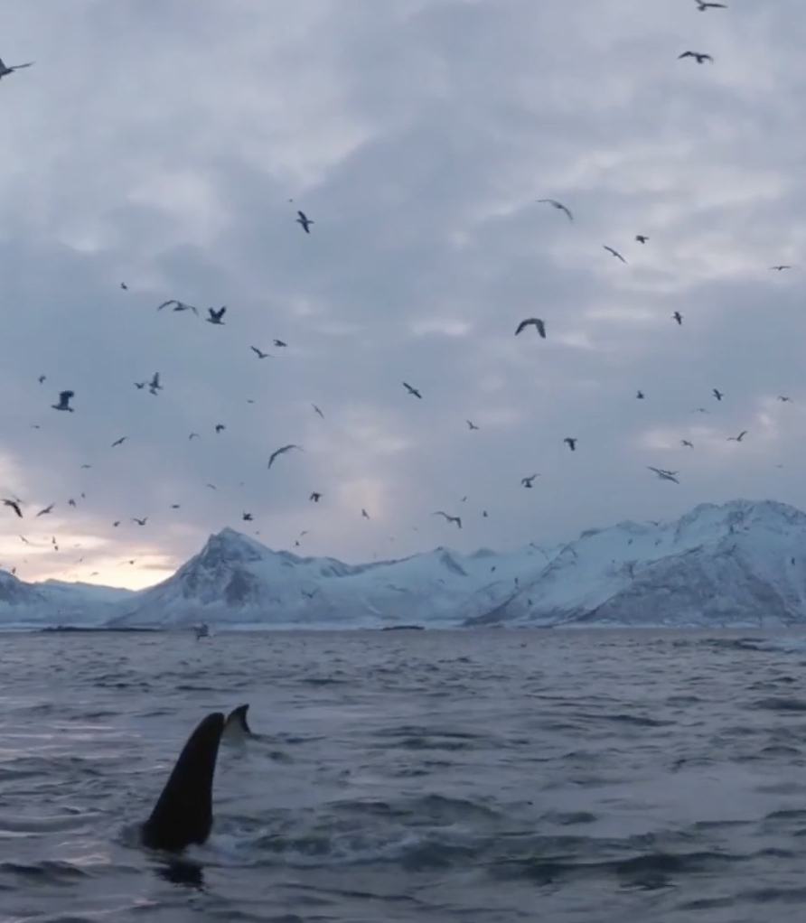 Captura de Tela 2021-01-27 às 12.49.51.png