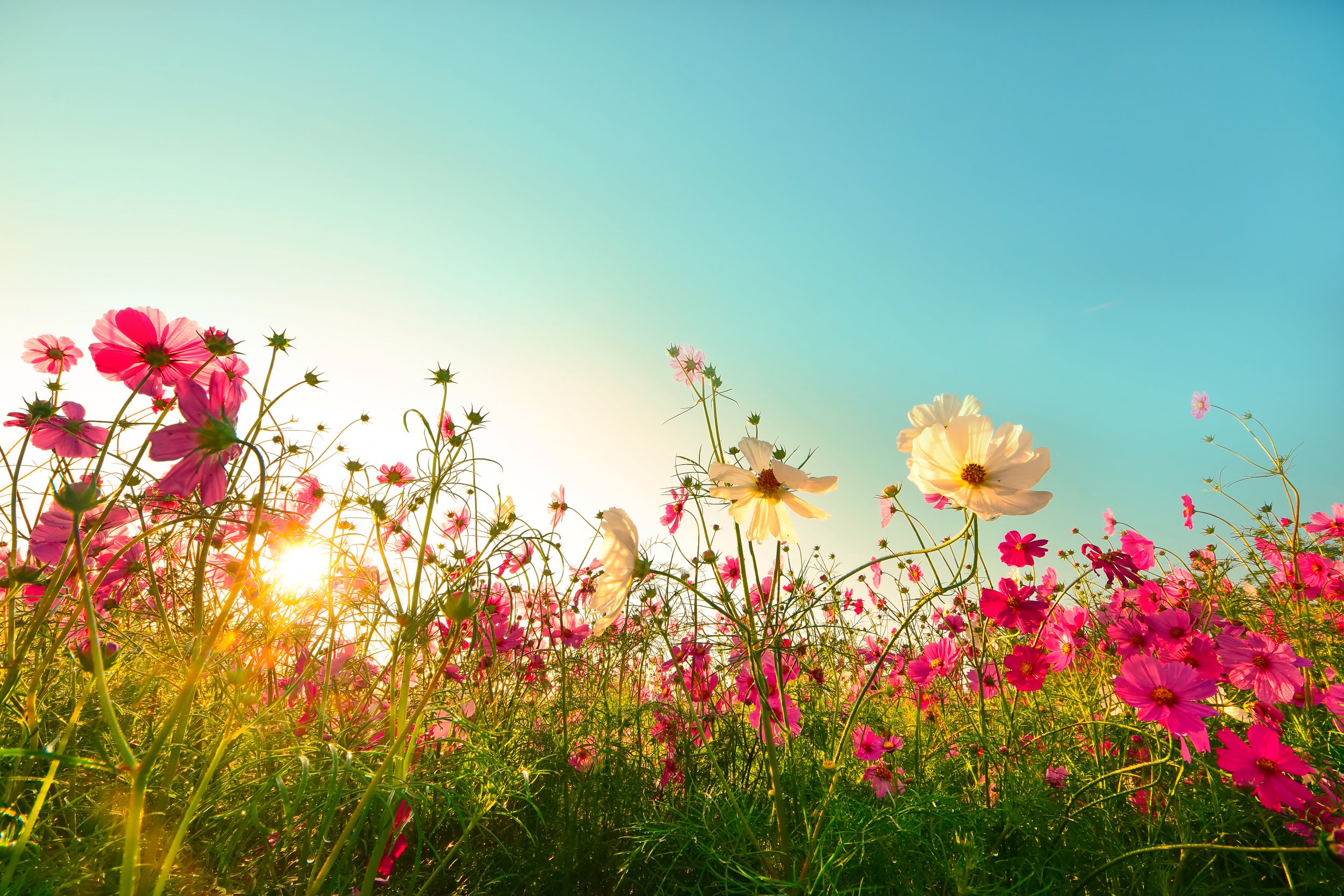 Flower meadow.jpg