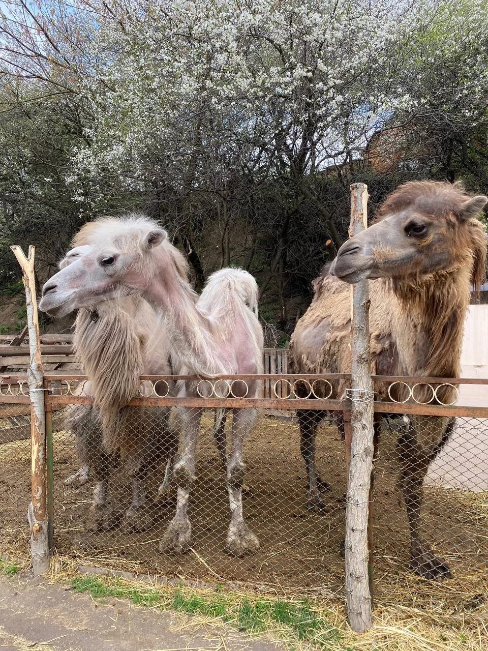 REHABILITATION CENTER FOR WILD ANIMALS, UKRAINE