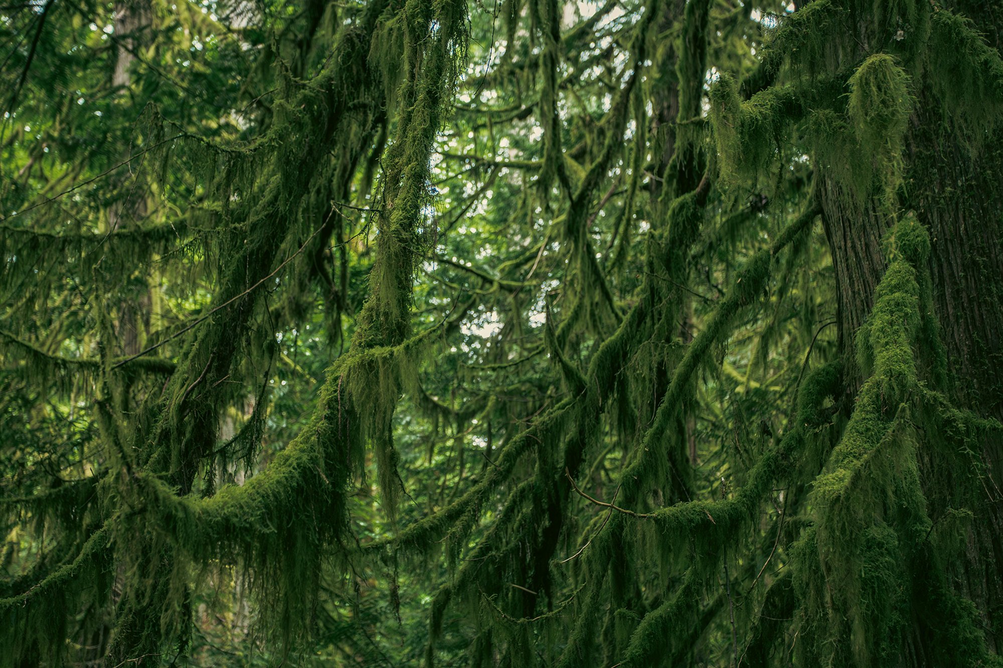 Alberni