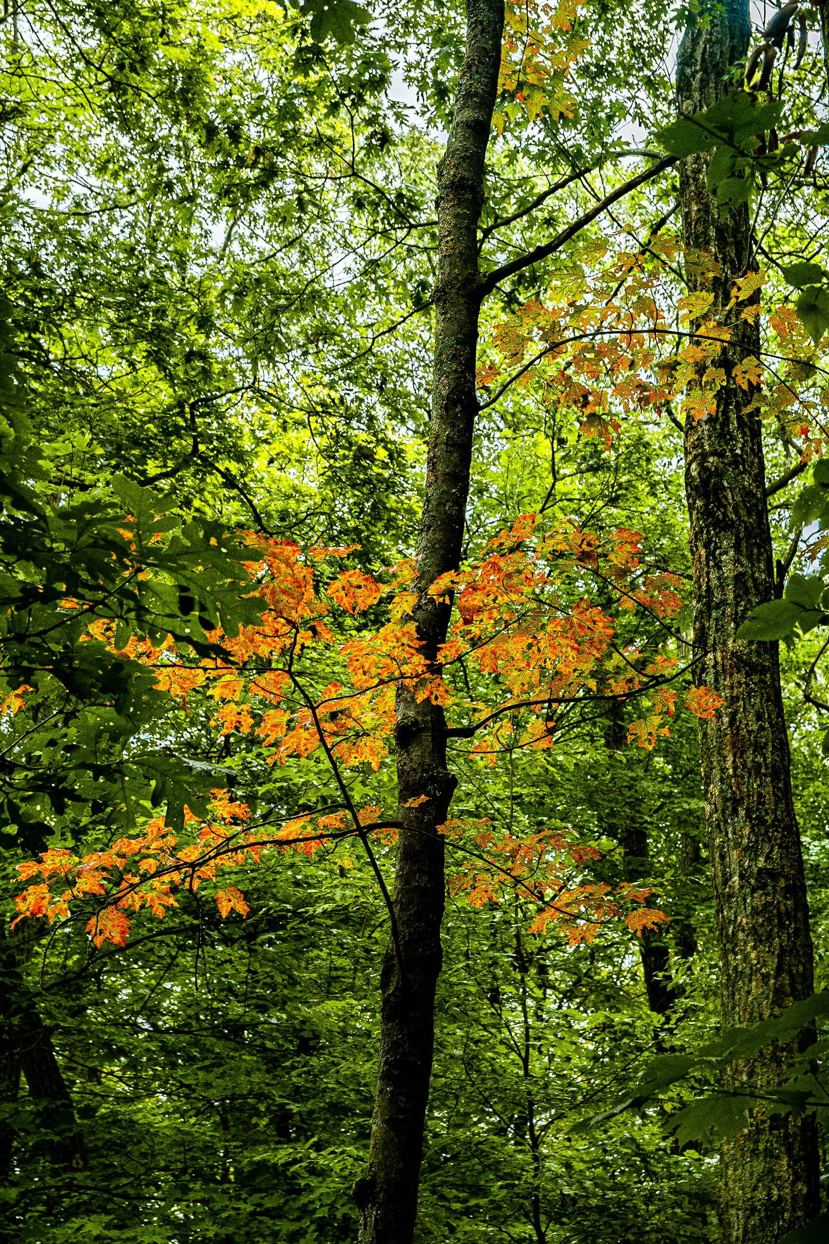 DSC_9114.jpg
