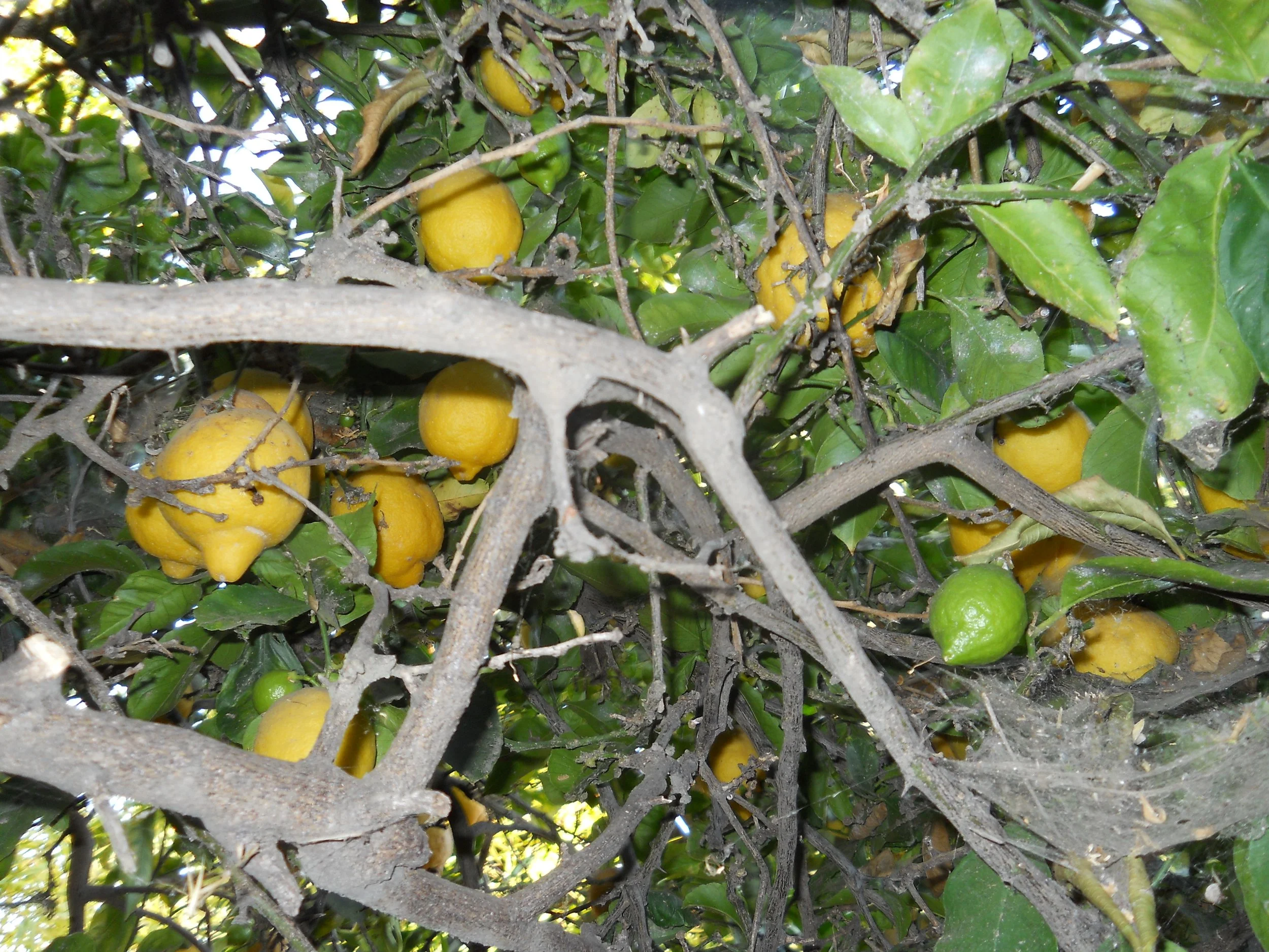 DSCN0011.JPG