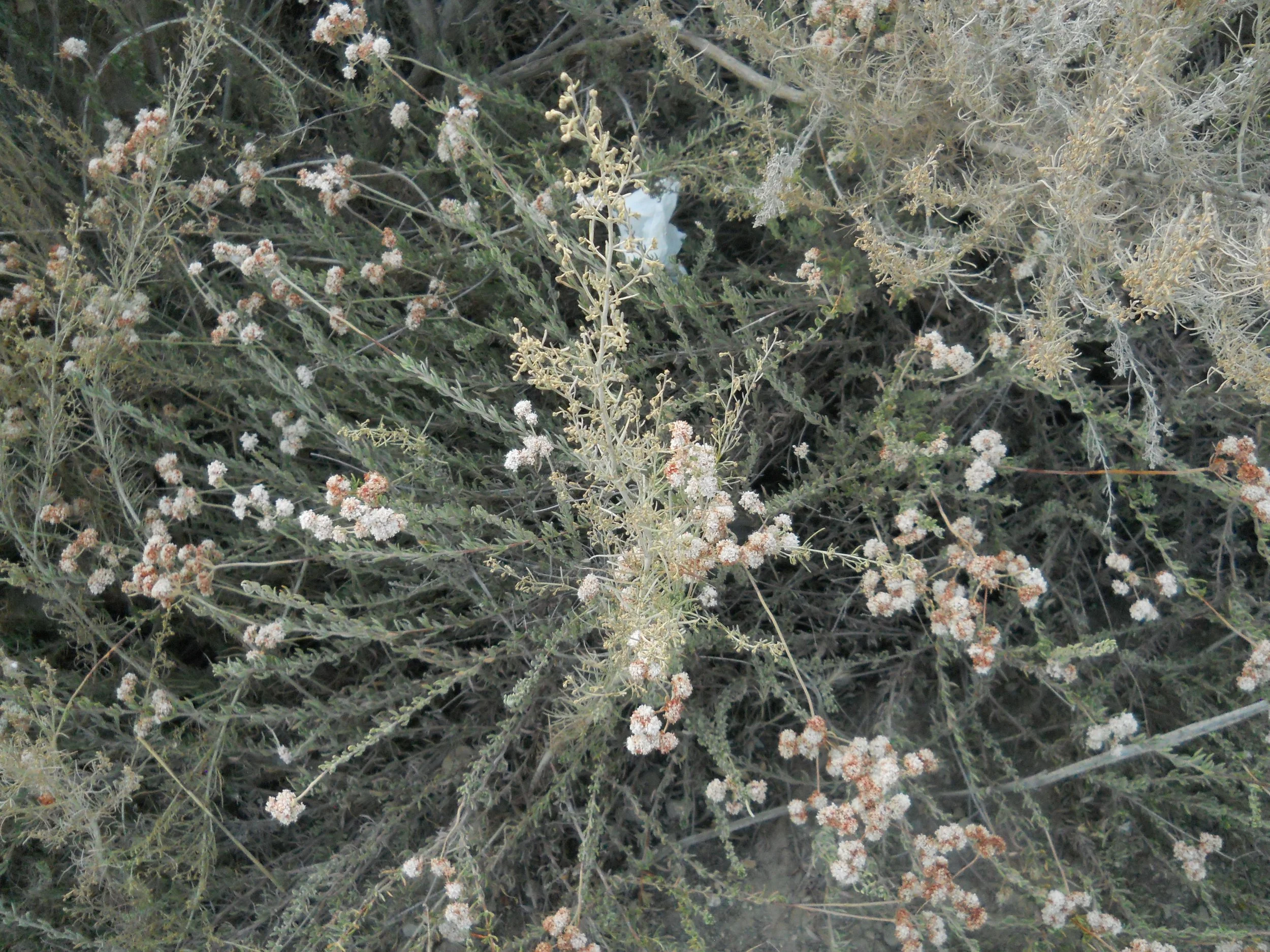 DSCN0115 3.JPG