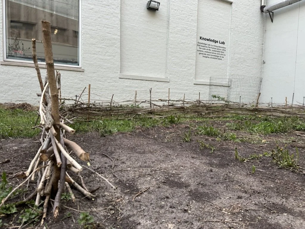  Wattle fence construction. Weaving willow branches. April 2025 