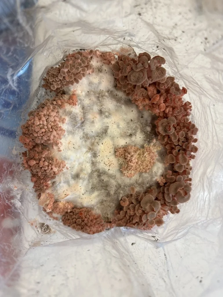  Pink Oyster Mushrooms, May 2025.  