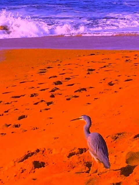 Surf Heron