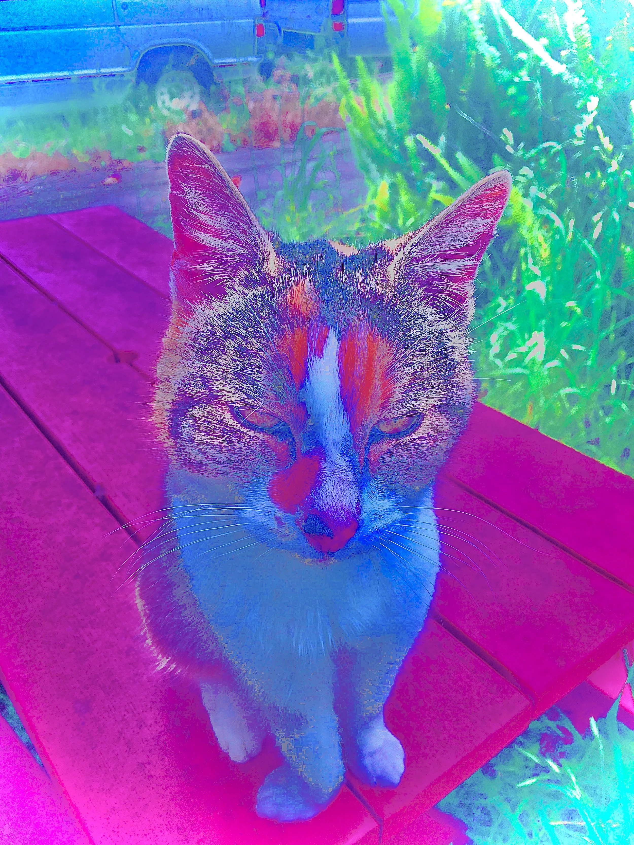 Trippy Kitty