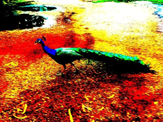 Colourful Peacock