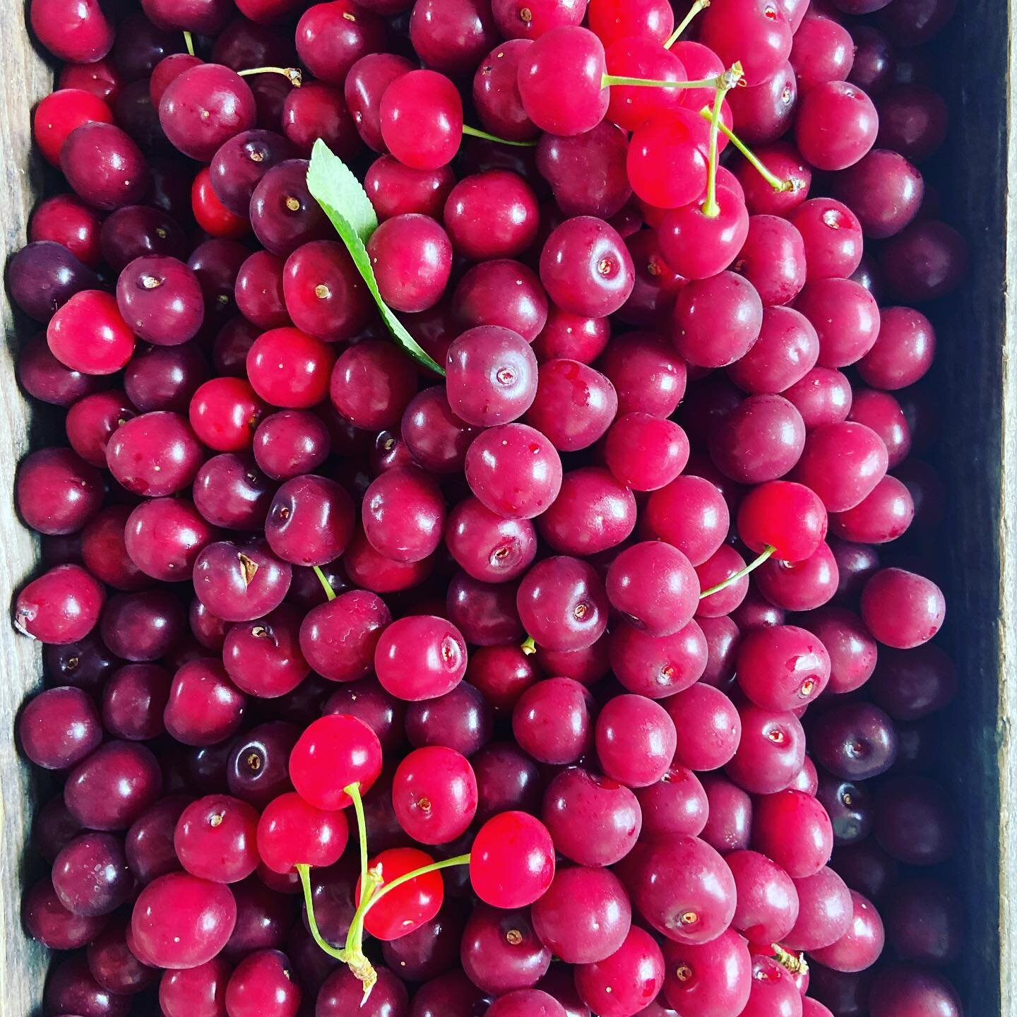 Cherry Season in Northern Michigan 🍒❤️🥧 We are thankful to local farmers! We had a blast picking this week!