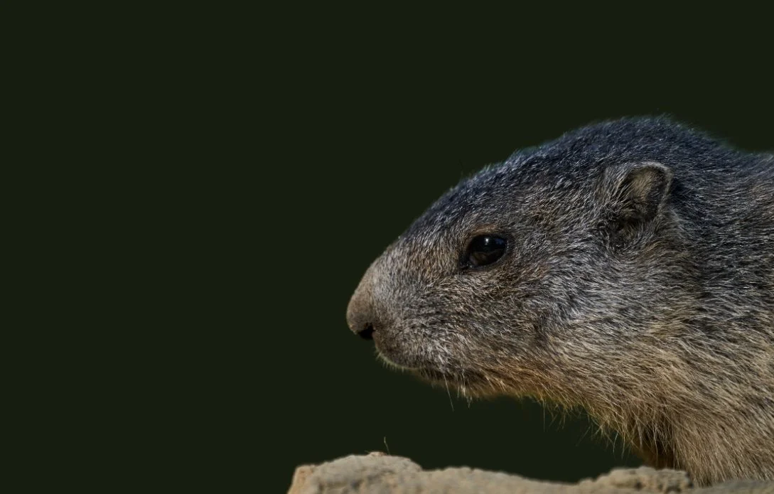 Going Down the Groundhog Burrow