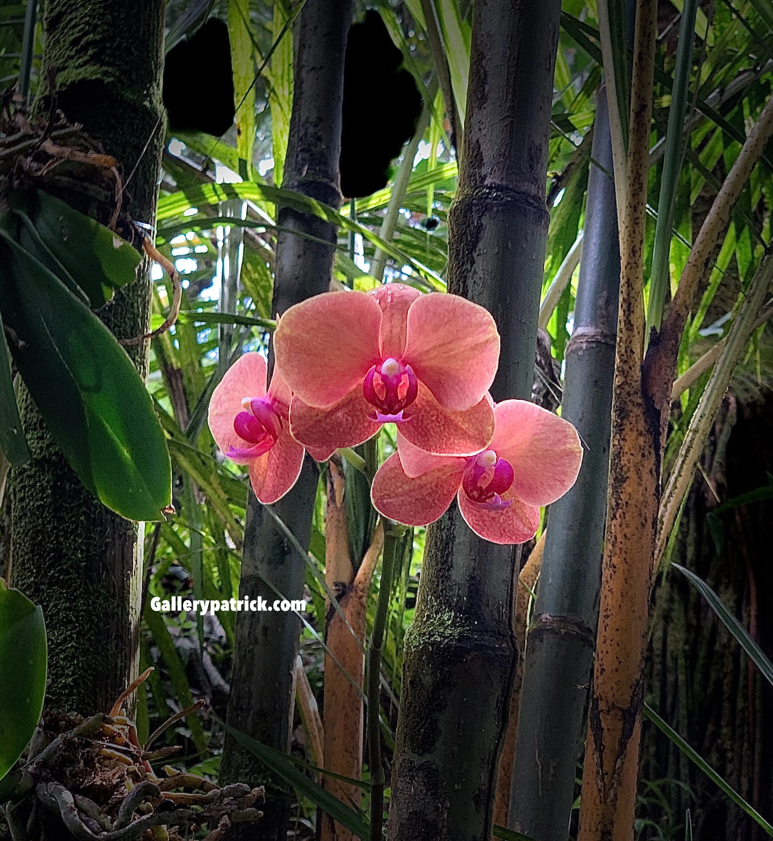 Floating Orchid in Bamboo.JPG