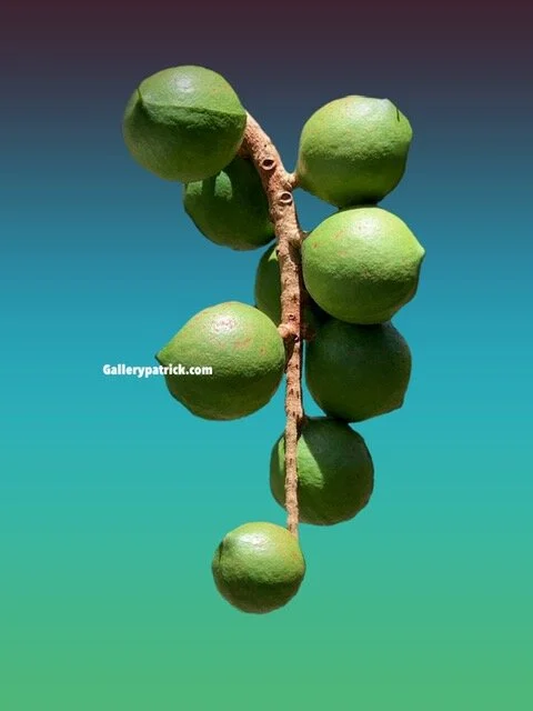 Floating Mac Nut.JPG