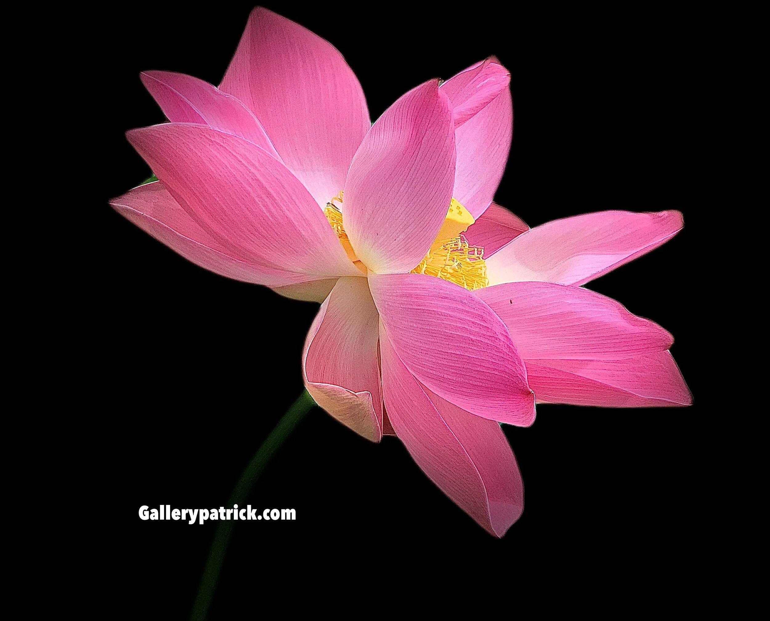 eZy Watermark_20-01-2021_08-19-50PM.JPG