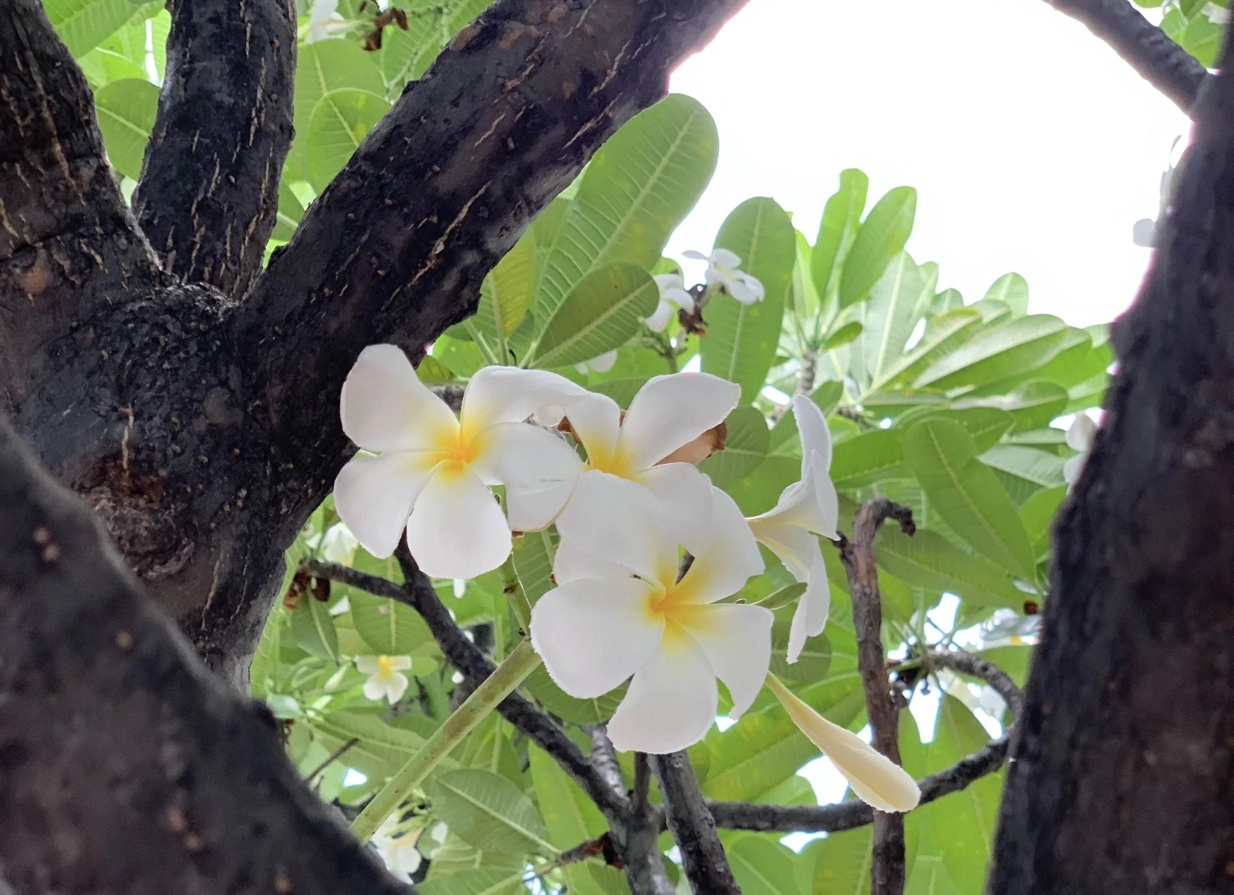 eZy Watermark_17-10-2019_03-55-05PM.jpeg