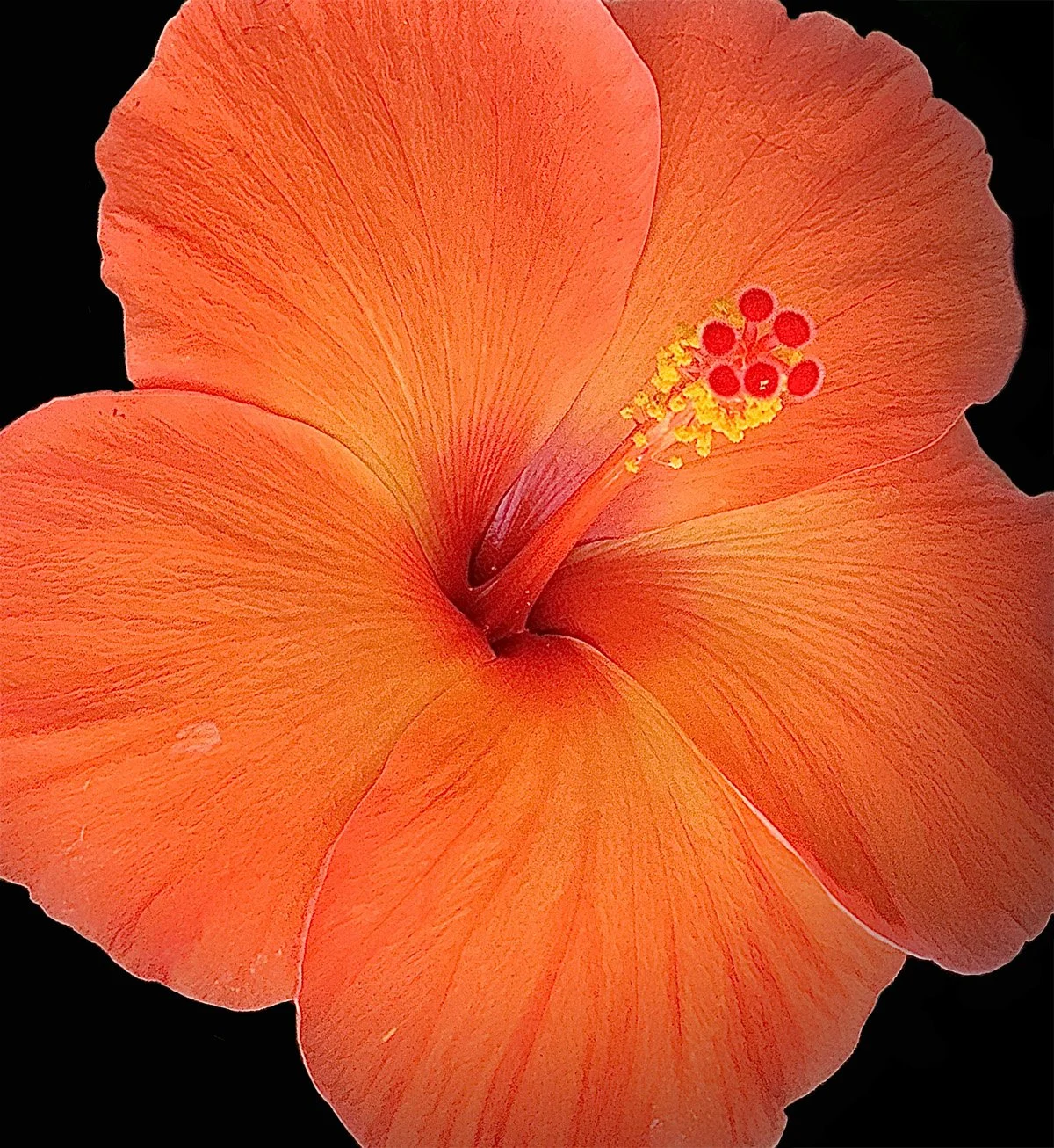 orange flower.jpg