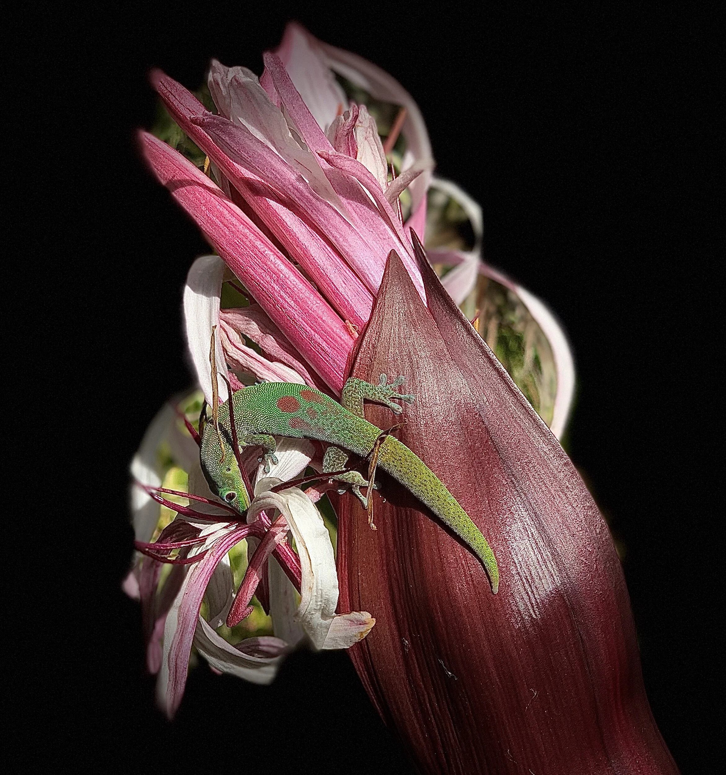 eZy Watermark_14-07-2019_06-52-00AM.jpg