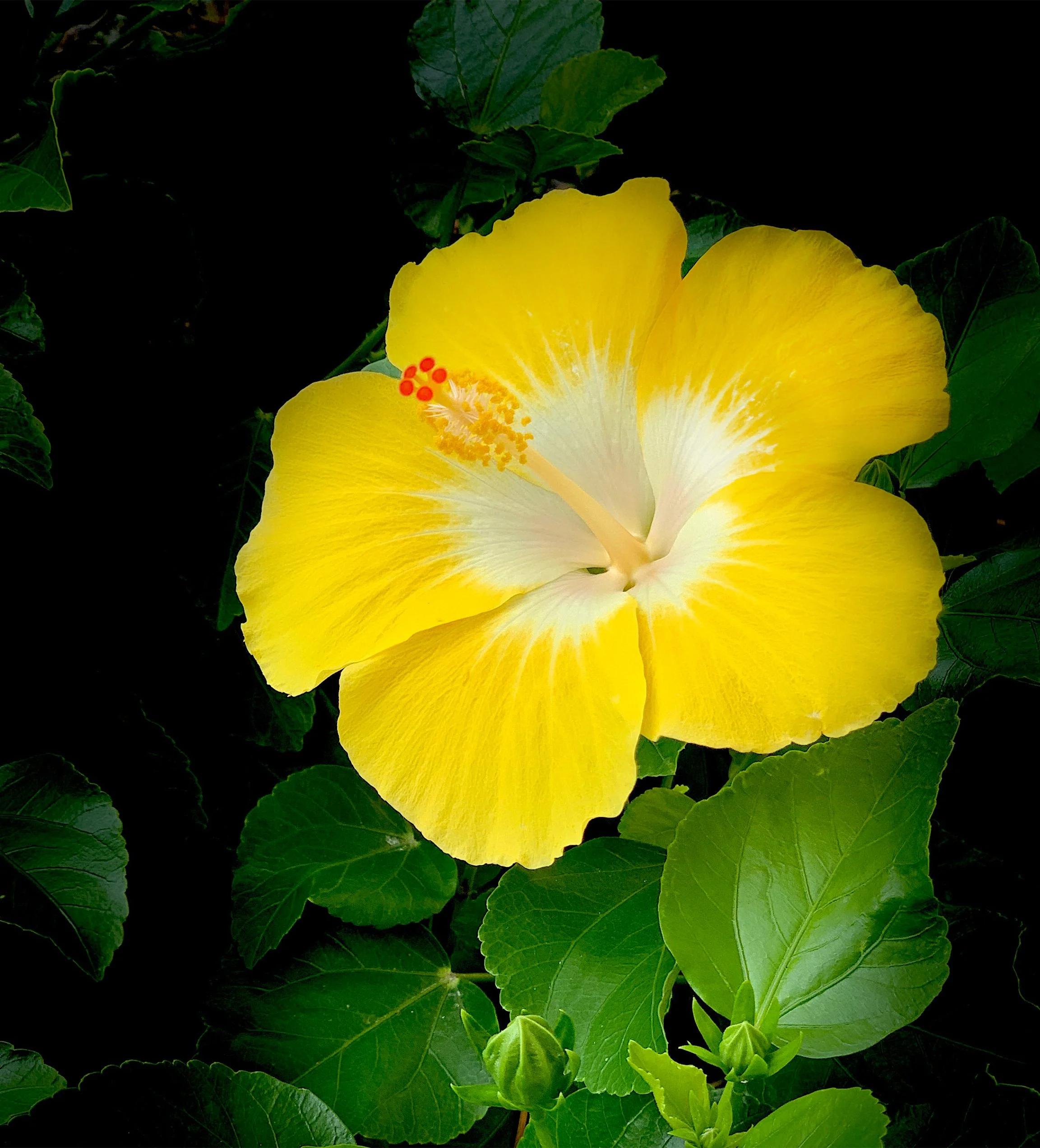 yellow hibiscus 1 edit.jpg
