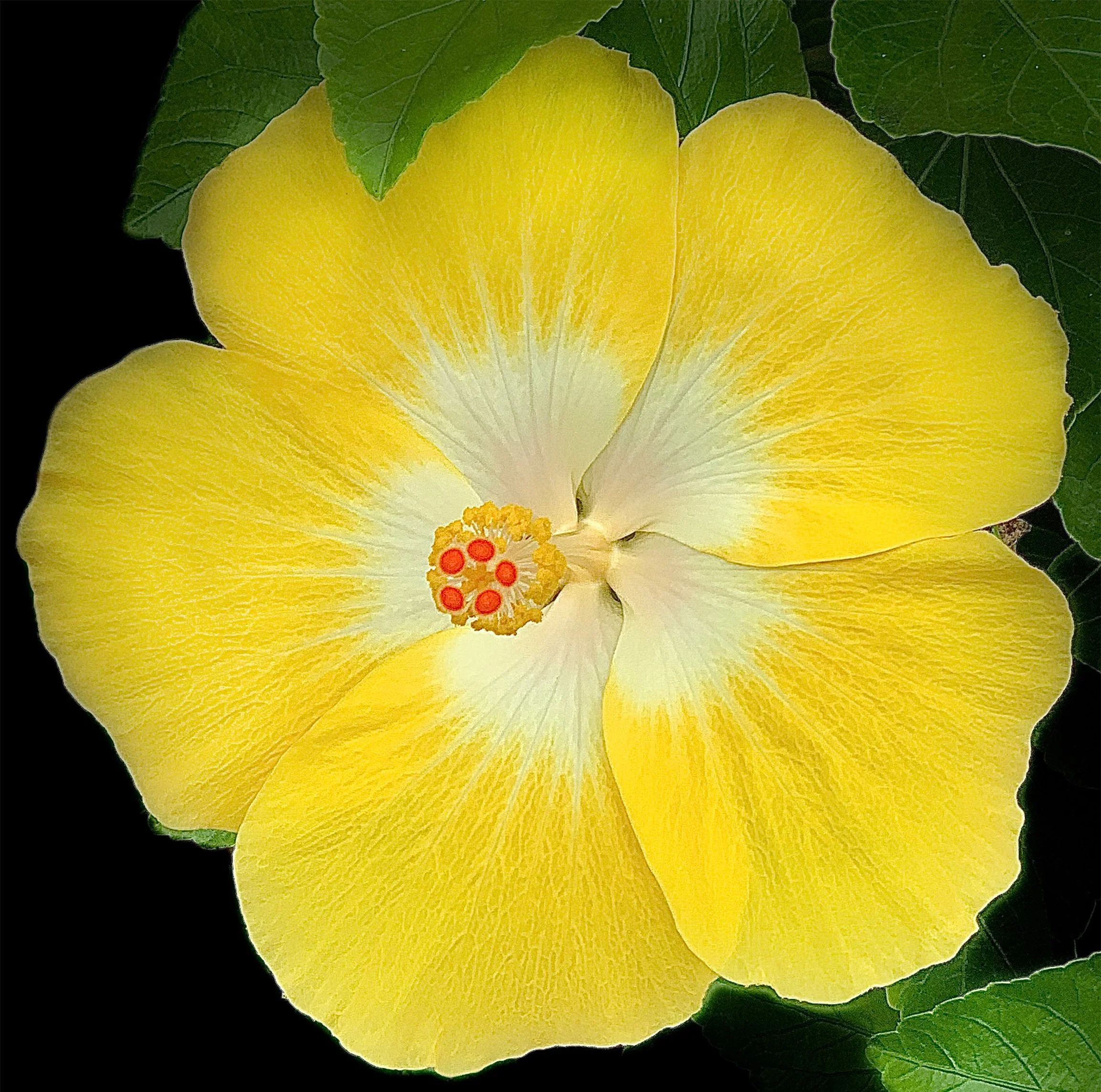 yellow hibiscus 2 edited.jpg