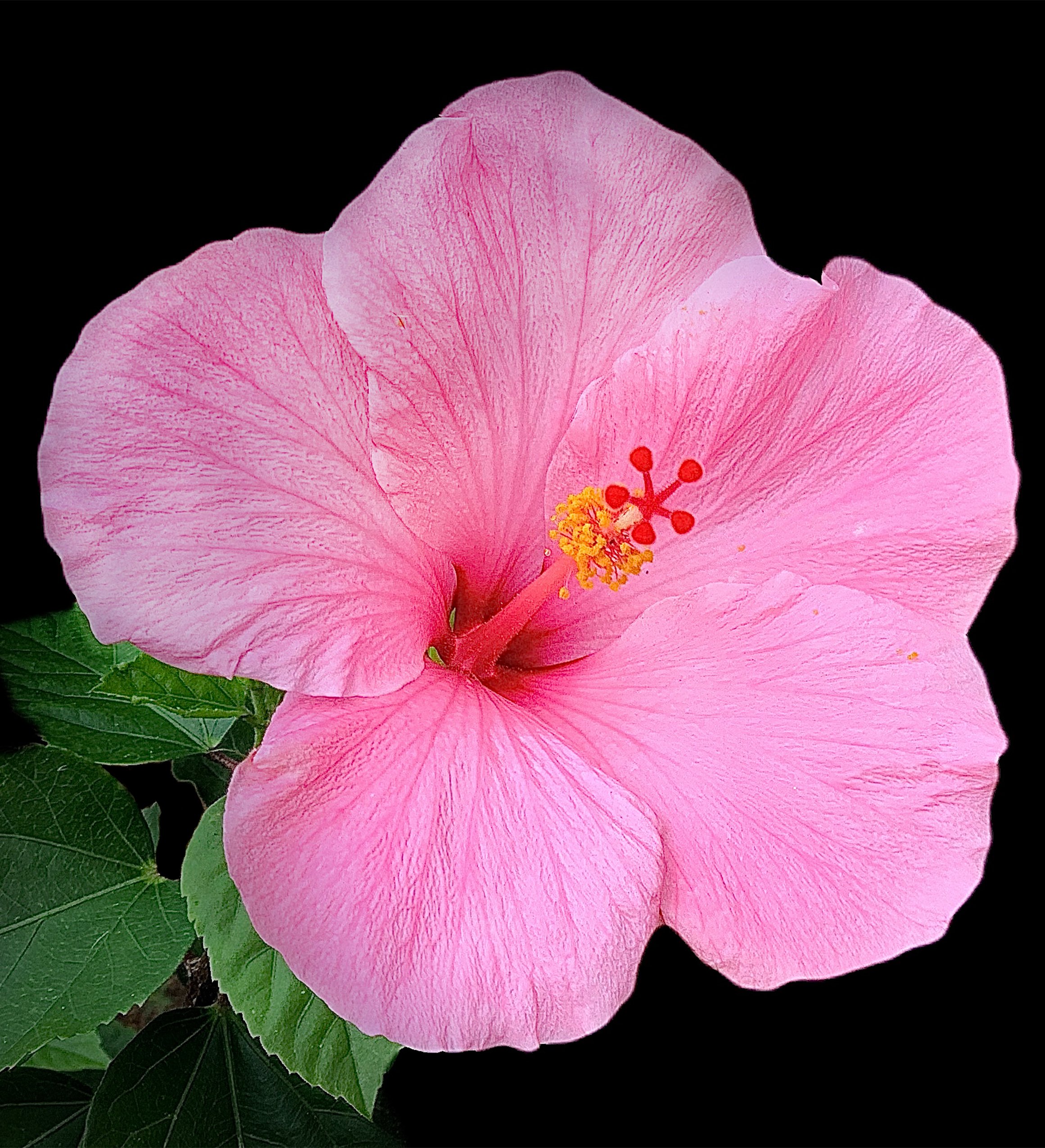 pink hibiscus edited.jpg