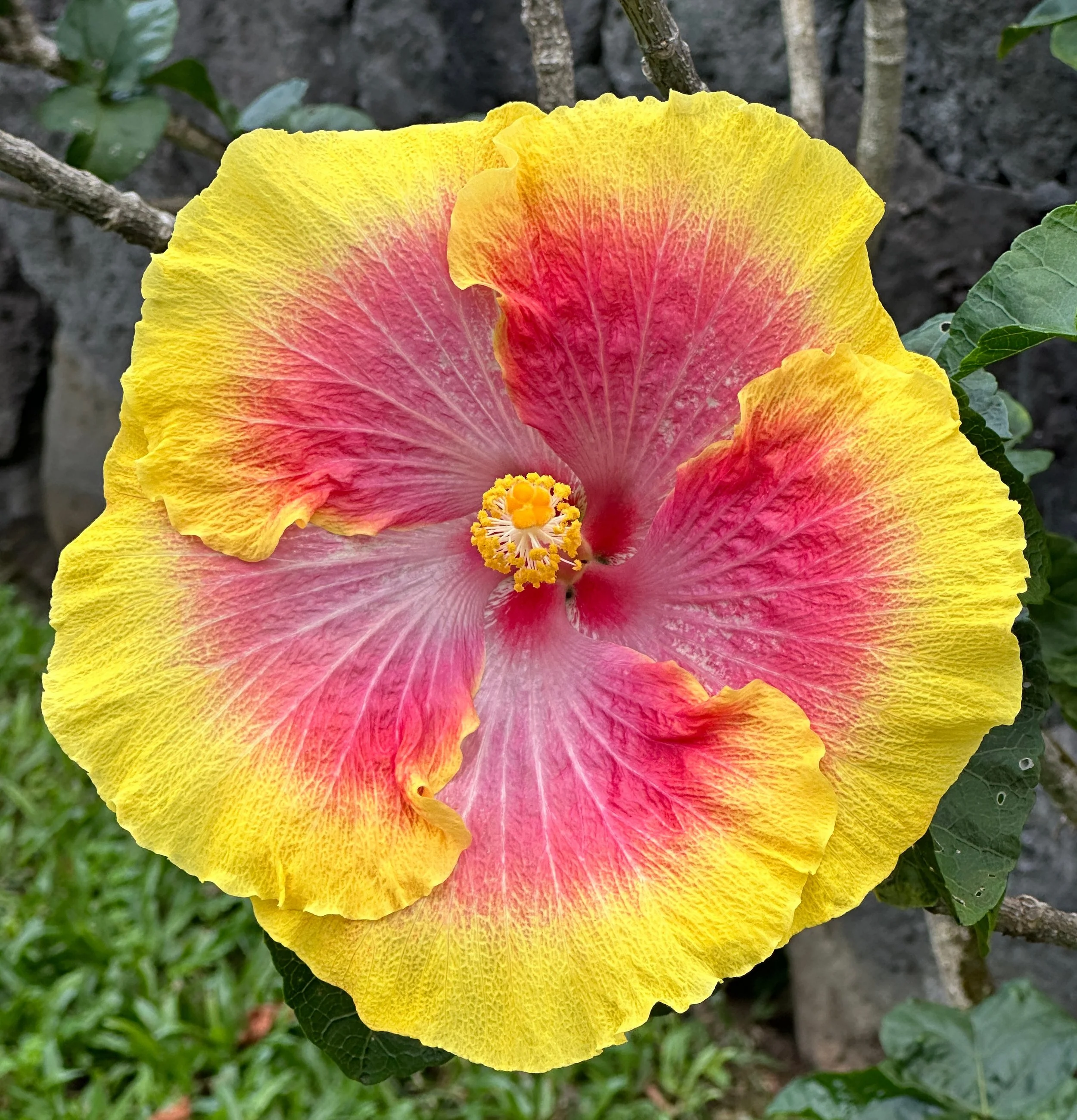 hibiscus.jpg