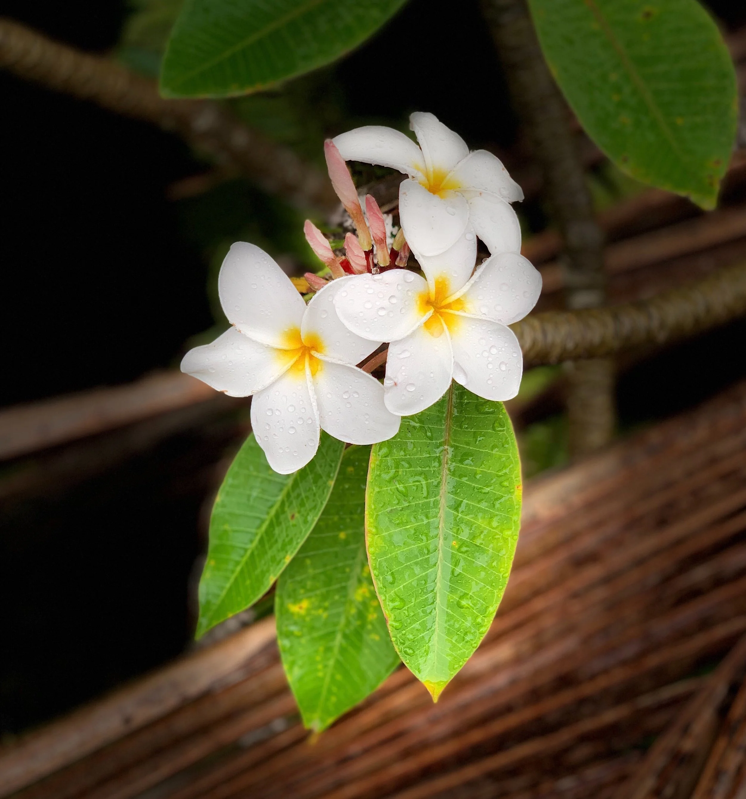 plumeria.jpg