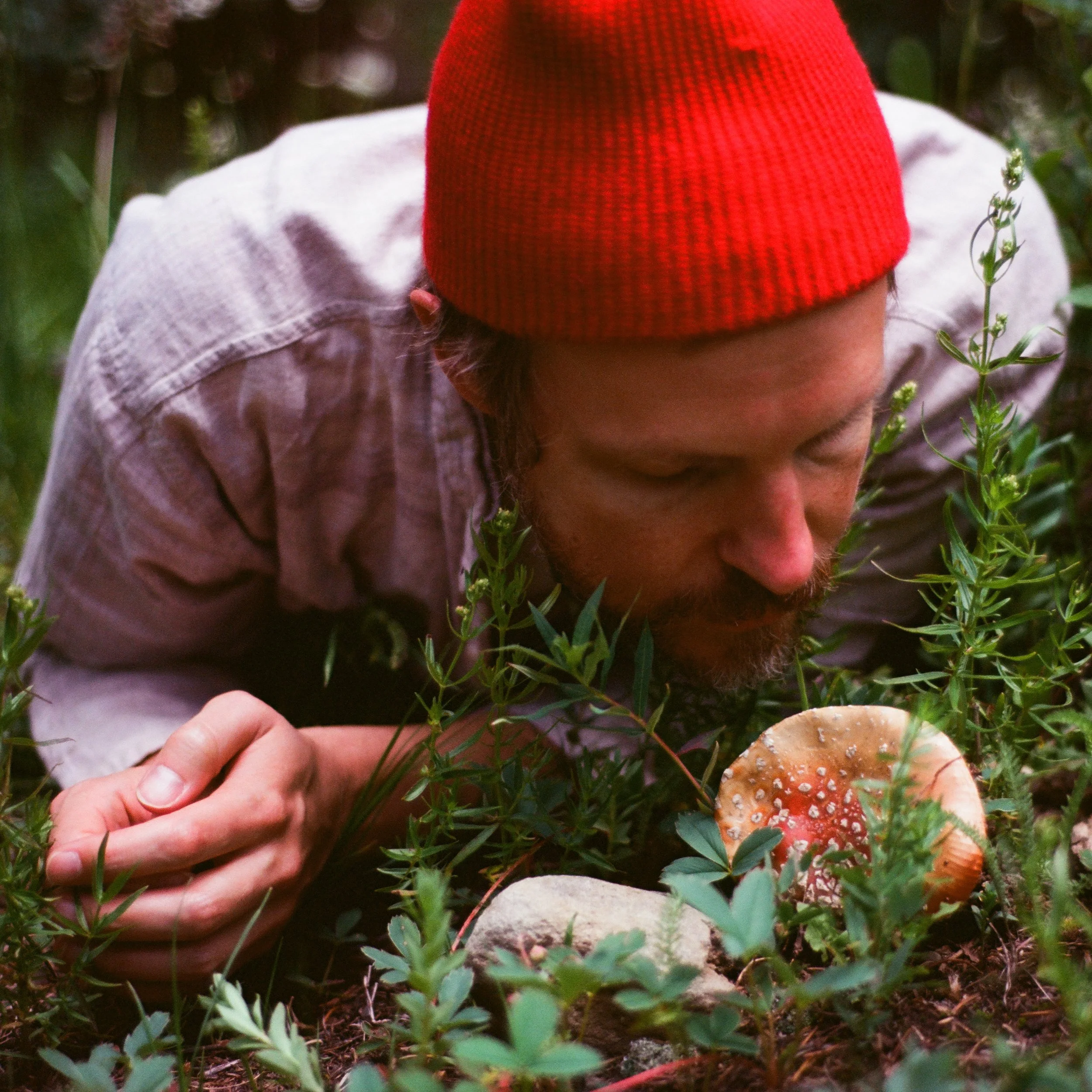 Bandcamp: Forest Standards Vol. 4