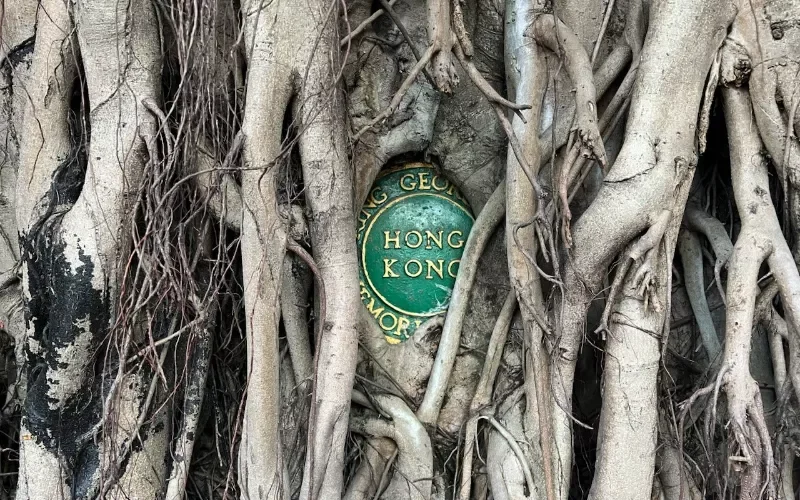 Banyan Tree Project