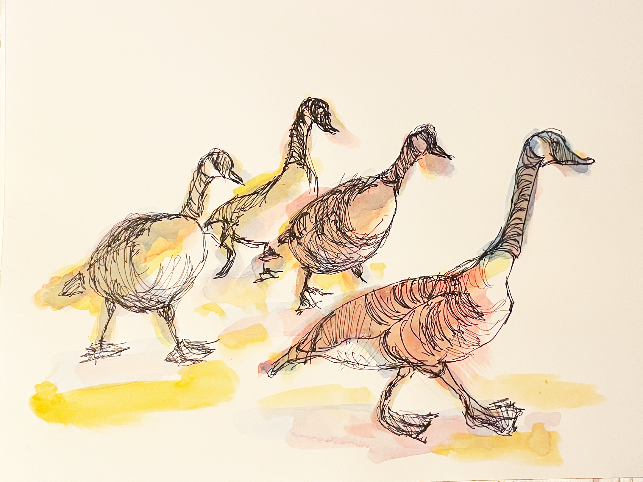 Geese Lost in a Fog