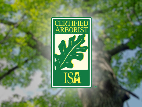 certified arborist tree service
