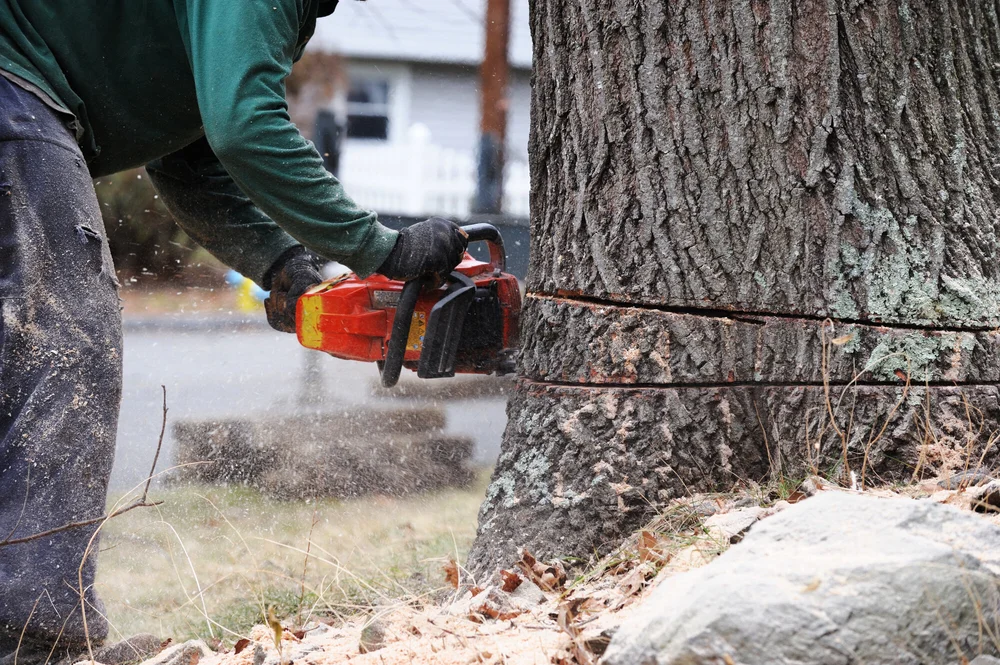 7 Questions to Ask On Your Arborist Consultation | Maguire Tree Care