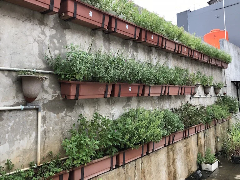 Almond Zucchini's rooftop herb garden