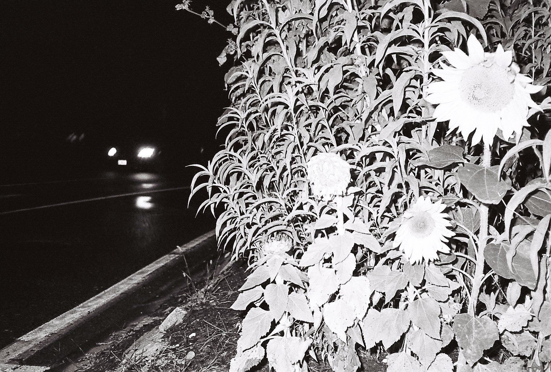 Photography by Joe MacFadzen-20.jpg