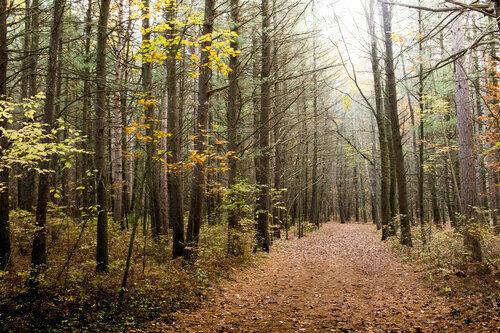 Public workshop and discussion on trees and forests in Westchester County